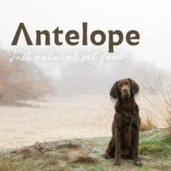 Antelope Fresh Adult Hundefutter -Trixie Verkäufe 2024 antelope fresh adult hondenvoer 217764 0500 none