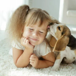 Beaphar Fiprotec Spray -Trixie Verkäufe 2024 beaphar fiprotec spray 213632 0500 none