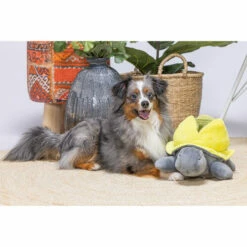 Beeztees Hide And Seek Schildo -Trixie Verkäufe 2024 beeztees hide and seek schildo 221787 0500 none