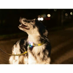 Beeztees Safety Gear Parinca Premium Halsband -Trixie Verkäufe 2024 beeztees safety gear parinca premium halsband 215015 0500 none