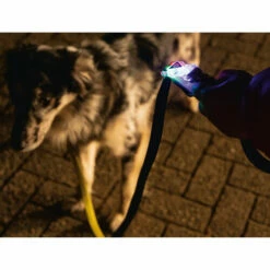 Beeztees Safety Gear Parinca Premium Hundeleine -Trixie Verkäufe 2024 beeztees safety gear parinca premium hondenriem 215036 0500 none