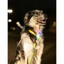 Beeztees Safety Gear Parinca Premium Hundeleine -Trixie Verkäufe 2024 beeztees safety gear parinca premium hondenriem 215039 0500 none