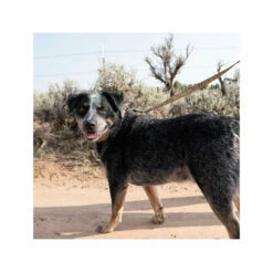 Carhartt Journeyman Leash -Trixie Verkäufe 2024 carhartt journeyman leash 187047 0500 none