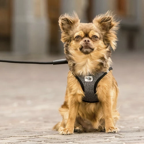 Curli Vest Harness Merino 10 Curli Vest Harness Merino – Bild 8