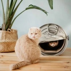 District 70 Can -Trixie Verkäufe 2024 district 70 can 133825 0500 none