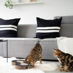 District 70 Snake -Trixie Verkäufe 2024 district 70 snake kattenspeelgoed 190415 0500 none