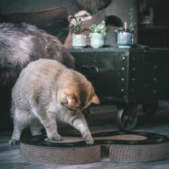 District 70 Snake -Trixie Verkäufe 2024 district 70 snake kattenspeelgoed 190421 0500 none