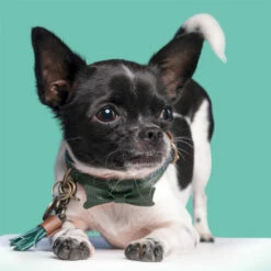 DWAM Halsband Bowie -Trixie Verkäufe 2024 dwam bowie halsband 186562 0500 none