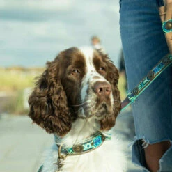 DWAM Halsband Boho Juan 9 DWAM Halsband Boho Juan -Trixie Verkäufe 2024 dwam halsband boho juan 133658 0500 none