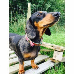 DWAM Halsband Boho Rosa 12 DWAM Halsband Boho Rosa -Trixie Verkäufe 2024 dwam halsband boho rosa 132071 0500 none