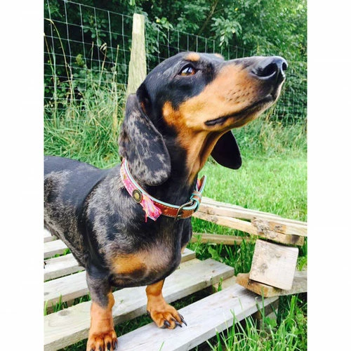 DWAM Halsband Boho Rosa 7 DWAM Halsband Boho Rosa – Bild 5