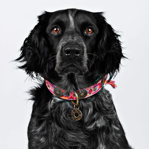 DWAM Halsband Boho Rosa 4 DWAM Halsband Boho Rosa – Bild 2