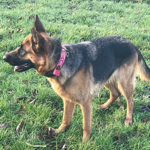 DWAM Halsband Boho Rosa 6 DWAM Halsband Boho Rosa – Bild 4