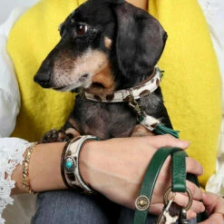 DWAM Halsband Ivy 14 DWAM Halsband Ivy -Trixie Verkäufe 2024 dwam halsband ivy 180688 0500 none