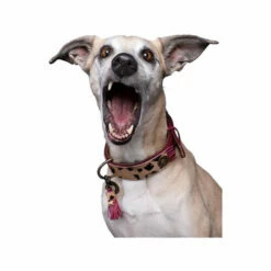 DWAM Halsband Lou Lou -Trixie Verkäufe 2024 dwam halsband lou lou 182182 0500 none