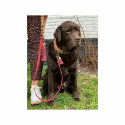 DWAM Halsband Lou Lou -Trixie Verkäufe 2024 dwam halsband lou lou 182185 0500 none