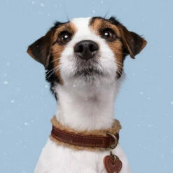 DWAM Halsband Teddy 7 DWAM Halsband Teddy -Trixie Verkäufe 2024 dwam halsband teddy 189220 0500 none