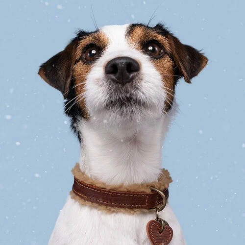 DWAM Halsband Teddy 5 DWAM Halsband Teddy – Bild 3