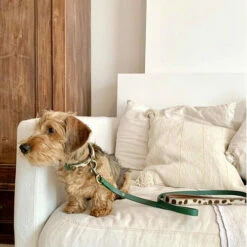 DWAM Hundeleine Ivy -Trixie Verkäufe 2024 dwam hondenriem ivy 180700 0500 none