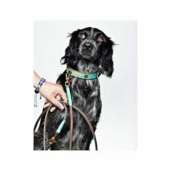 DWAM Hundeleine Johnny Cash -Trixie Verkäufe 2024 dwam hondenriem johnny cash 162814 0500 none