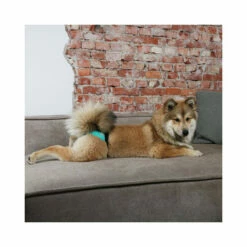 Ebi Läufigkeitshose -Trixie Verkäufe 2024 ebi loopsheidbroekje 150485 0500 none