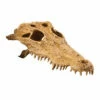 Exo Terra Krokodilschädel -Trixie Verkäufe 2024 exo terra krokodillenschedel 111391 0500 none