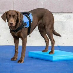 FitPAWS Balance Pad 8 FitPAWS Balance Pad -Trixie Verkäufe 2024 fitpaws balance pad 176128 0500 none