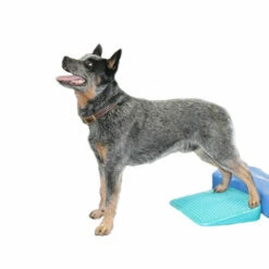 FitPAWS Balance Ramp -Trixie Verkäufe 2024 fitpaws balance ramp 176143 0500 none