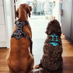 Hunter Geschirr Divo Dunkelblau/Grau 15 Hunter Geschirr Divo Dunkelblau/Grau -Trixie Verkäufe 2024 hunter harnas divo donkerblauwgrijs 166906 0500 none