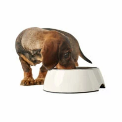 Hunter Melamin Napf - Weiß 10 Hunter Melamin Napf - Weiß -Trixie Verkäufe 2024 hunter melamine voer en drinkbak wit 169567 0500 none