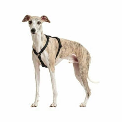 Hunter Vario Rapid Sicherheitsgeschirr - Schwarz -Trixie Verkäufe 2024 hunter vario rapid veiligheidsharnas zwart 169507 0500 none