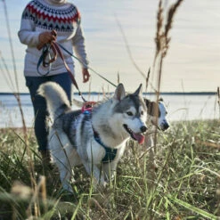 Hurtta - Geschirr Weekend Warrior Winter - Bilberry 12 Hurtta - Geschirr Weekend Warrior Winter - Bilberry -Trixie Verkäufe 2024 hurtta weekend warrior winter harnas bilberry 216605 0500 none