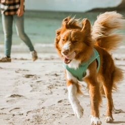 Hurtta Cooling Wrap - Hellblau -Trixie Verkäufe 2024 hurtta cooling wrap lichtblauw 178465 0500 none