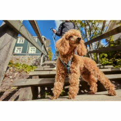 Hurtta Razzle Dazzle Y-Harness - Blackberry -Trixie Verkäufe 2024 hurtta razzle dazzle harness blackberry 175972 0500 none