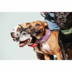 Hurtta Weekend Warrior Halsband -Trixie Verkäufe 2024 hurtta weekend warrior collar 189084 0500 none