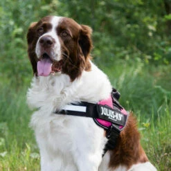 Julius K9 IDC Powergeschirr -Trixie Verkäufe 2024 julius k9 idc powertuig 192695 0500 none