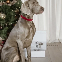 Kentucky Dogwear Corduroy Hundehalsband -Trixie Verkäufe 2024 kentucky dogwear corduroy hondenhalsband 219201 0500 none