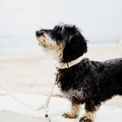 Kentucky Dogwear Hundehalsband Wool -Trixie Verkäufe 2024 kentucky dogwear hondenhalsband wool 219704 0500 none