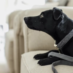 Kentucky Dogwear Hundehalsband Wool -Trixie Verkäufe 2024 kentucky dogwear hondenhalsband wool 219712 0500 none