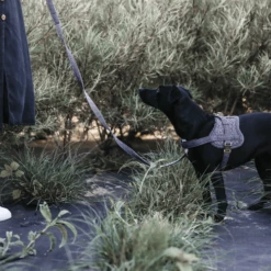 Kentucky Dogwear Hundegeschirr Body Safe Wool 16 Kentucky Dogwear Hundegeschirr Body Safe Wool -Trixie Verkäufe 2024 kentucky dogwear hondenharnas body safe wool 219214 0500 none