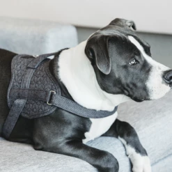 Kentucky Dogwear Hundegeschirr Body Safe Wool 20 Kentucky Dogwear Hundegeschirr Body Safe Wool -Trixie Verkäufe 2024 kentucky dogwear hondenharnas body safe wool 219215 0500 none