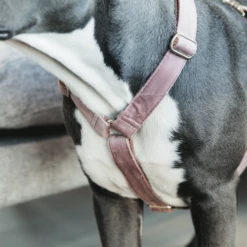 Kentucky Dogwear Hundegeschirr Velvet Loop 16 Kentucky Dogwear Hundegeschirr Velvet Loop -Trixie Verkäufe 2024 kentucky dogwear hondenharnas velvet loop 219284 0500 none