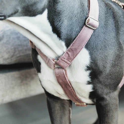 Kentucky Dogwear Hundegeschirr Velvet Loop 7 Kentucky Dogwear Hundegeschirr Velvet Loop – Bild 5
