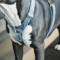 Kentucky Dogwear Hundegeschirr Velvet Loop 20 Kentucky Dogwear Hundegeschirr Velvet Loop -Trixie Verkäufe 2024 kentucky dogwear hondenharnas velvet loop 219285 0500 none