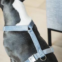 Kentucky Dogwear Hundegeschirr Velvet Loop 14 Kentucky Dogwear Hundegeschirr Velvet Loop -Trixie Verkäufe 2024 kentucky dogwear hondenharnas velvet loop 219286 0500 none
