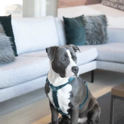 Kentucky Dogwear Hundegeschirr Velvet Loop 15 Kentucky Dogwear Hundegeschirr Velvet Loop -Trixie Verkäufe 2024 kentucky dogwear hondenharnas velvet loop 219293 0500 none