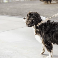 Kentucky Dogwear Hundeleine Wool -Trixie Verkäufe 2024 kentucky dogwear hondenlijn wool 219683 0500 none