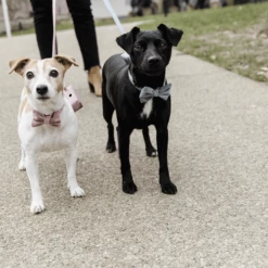 Kentucky Dogwear Fliege Samt -Trixie Verkäufe 2024 kentucky dogwear hondenstrikje velvet 219174 0500 none