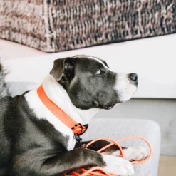 Kentucky Dogwear Schleppleine Soft Rubber 12 Kentucky Dogwear Schleppleine Soft Rubber -Trixie Verkäufe 2024 kentucky dogwear sleeplijn soft rubber 219205 0500 none