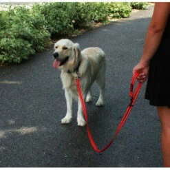 KONG Adjustable Leash 9 KONG Adjustable Leash -Trixie Verkäufe 2024 kong adjustable leash zwart 176938 0500 none